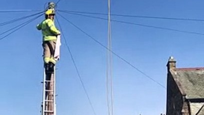 Sunderland Echo News - Firefighters join RSPCA to rescue stricken seagull hanging upside down from telegraph wire