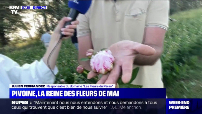 La pivoine, star des fleurs du mois de mai