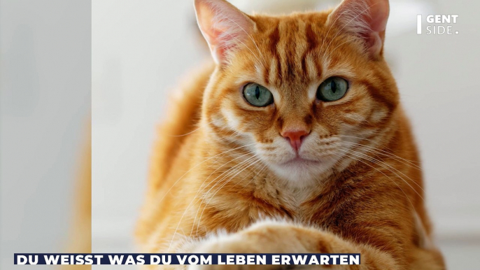 Katze oder Maus? Diese optische Täuschung verrät, ob Sie optimistischer oder realistischer Mensch sind