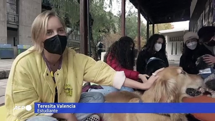 En retorno a clases marcado por la violencia en Chile, perros ayudan a aliviar el estrés