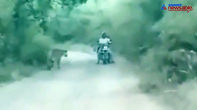 Bikers get trapped between two tigers. What happens next will blow your mind