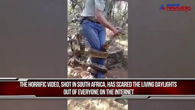 Horrifying footage shows snake catcher's close call with enormous 9ft python