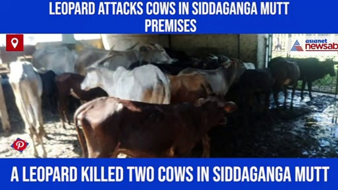 Siddaganga Mutt students fear for life as leopard mauls two cows inside premises