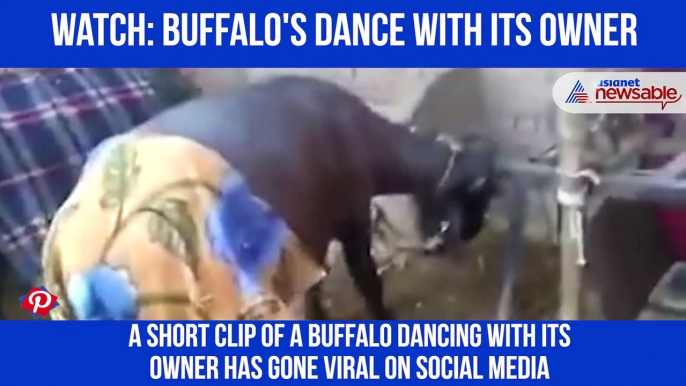 Buffalo Dance