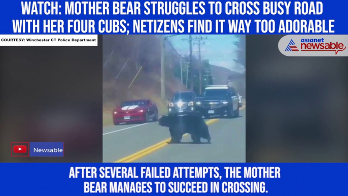 Watch: Mother bear struggles to cross busy road with her four cubs; netizens find it way too adorable