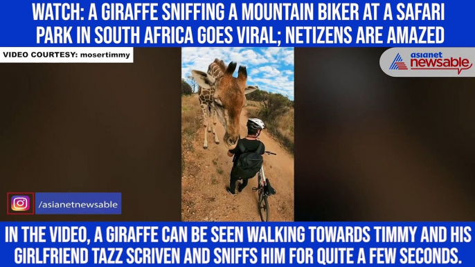 Watch: A giraffe sniffing a mountain biker at a safari park in South Africa goes viral; netizens are amazed