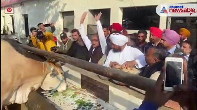 Punjab CM feeds cows in Bhadaur Assembly constituency