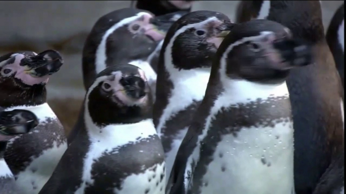 Beautiful Penguins in the Wild
