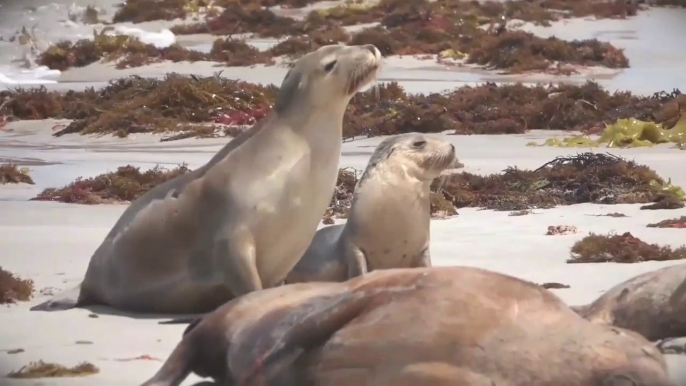 Sea Lions in the Wild - Sea Lions Facts