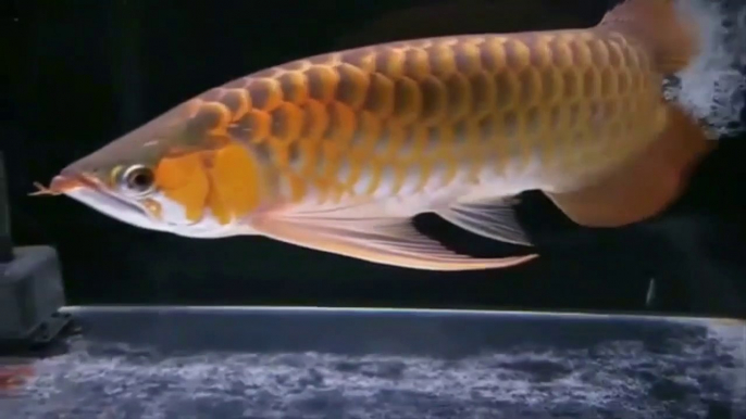 Beautiful Asian Arowana - The Legendary Dragon Fish