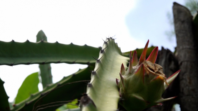 Capacitan productores sobre el manejo de técnicas agroecológicas en el cultivo de pitahaya