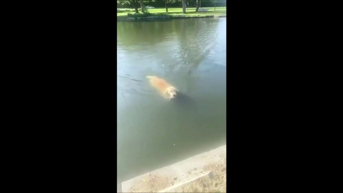 Ce chien pense sauver un canard de la noyade