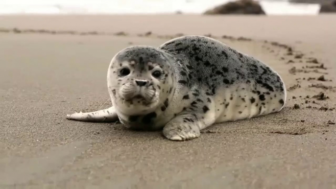 Seals in the Ocean - Sea Animals