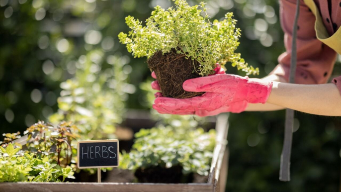 Everything You Need to Know to Grow Your Own Herbs