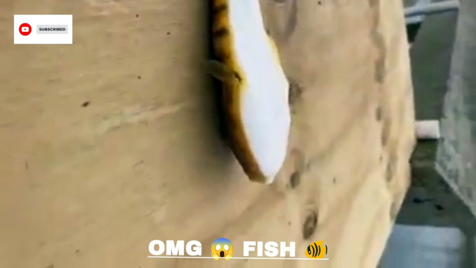 Looks like a snake type animal  I've never seen such a fish before  #rareanimal #snake #fish #sceary #nautre #reels #reelsinstagram #reelsviral #reelsvideo #reelslovers #reelsvideos #shorts #bts  #viral #trending #featured #ytshorts