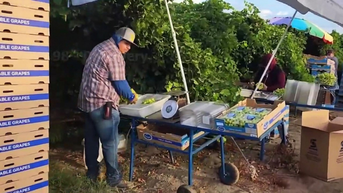 How American Farmers Produce 5,9 Million Tons Of Grapes Every Year - Grape Harvesting