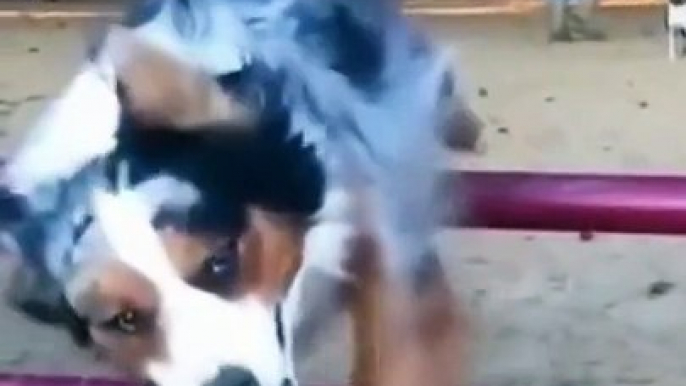 Funny and cute dog videos shorts shortsvideo trending viral video viralshorts