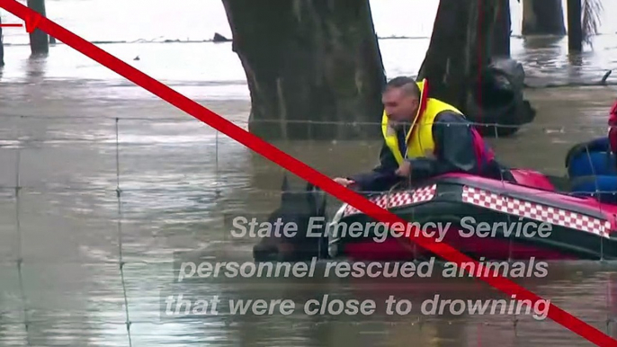 Farm Animals Rescued From Torrential Floods in Sydney