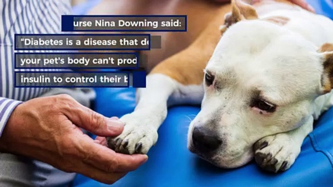 National vet charity raises awareness for pets living with diabetes