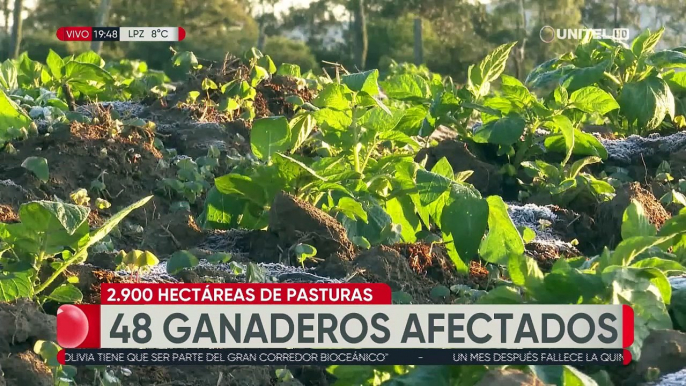 Bajas temperaturas afectan sembradíos de hortalizas y pastura en los valles cruceños