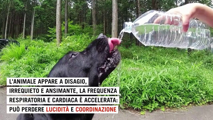 Come proteggere gli animali domestici dal caldo: 10 consigli