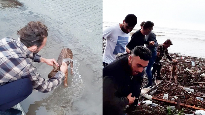 RISKY RESCUE  Dog Swept Away by the Flood Saved by Kindhearted People