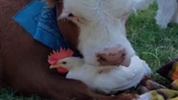 Unlikely Friends Embrace at Animal Sanctuary