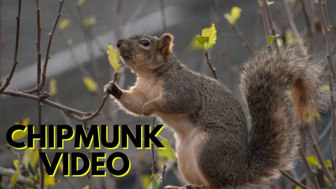 Chipmunk For Pet | Chirping Chipmunk Video By Kingdom Of Awais