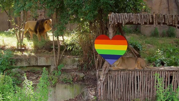 Pride of lions celebrate Pride at ZSL London Zoo Credit: London Zoo