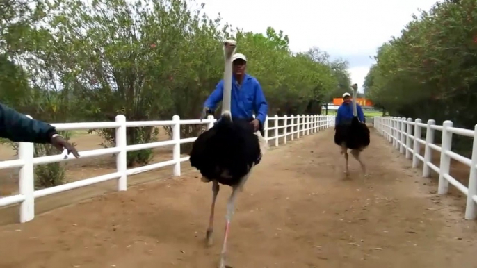 Ostrich Funny Moments | Ostrich Festival Race