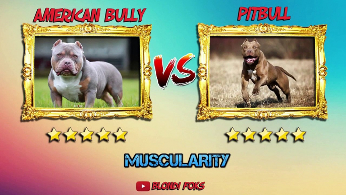 American Bully VS Pitbull - Pitbull VS American Bully - Blondi Foks