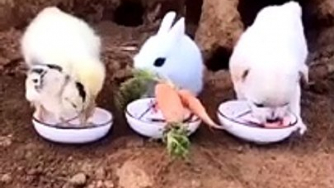 Amazing Funny Pets Eating Together Lovely Rabbit Dog Duck Cat Parrot Video