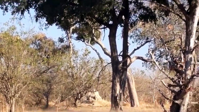 Amazing Baboon Save Impala From Leopard Jumps Tall Tree To Ambush _ Leopard Hunting Fail