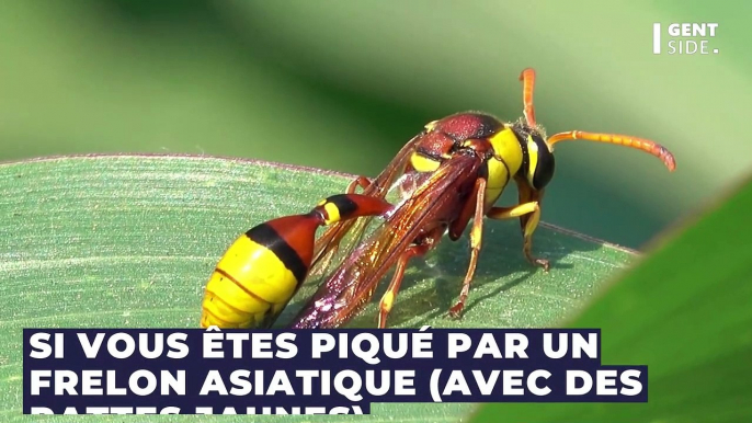 Méduse, frelon asiatique : comment faire en cas de piqûre ?