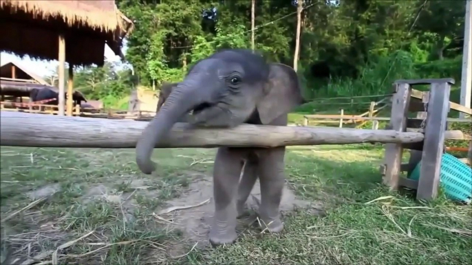 Baby Elephant Funny Dancing