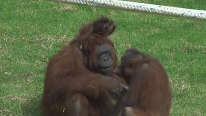 El zoo de Guadalajara (México) presenta a sus dos nuevos inquilinos