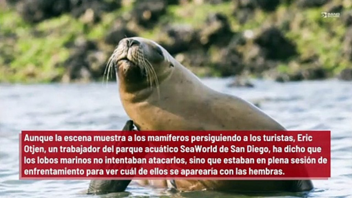 Lobos marinos atacan a los turistas de una playa de San Diego...