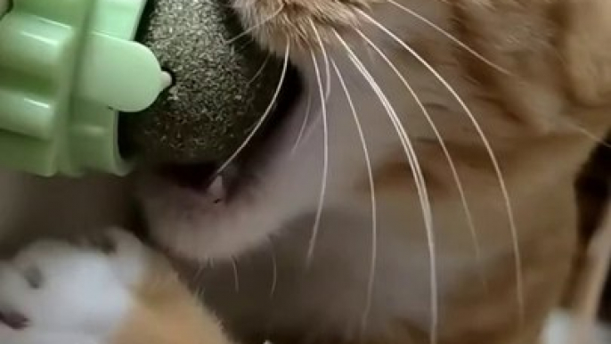 Funny Cat  Tiktok Video Viral Funny Cat Videos Lover