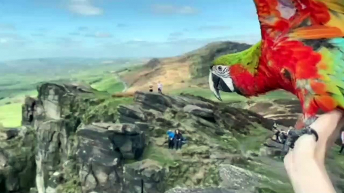 Trained parrots take to the skies over Derbyshire's Peak District