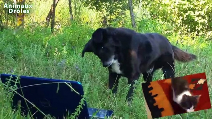 Chiens mignons réagir aux Chats Miaulement vidéo Youtube [NOUVEAU HD 1080p]