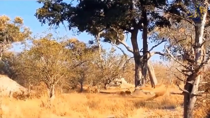 Buffalo Vs Lion ►Buffaloes Join Forces To Defeat Mighty Lions To Rescue Calves In The Wild