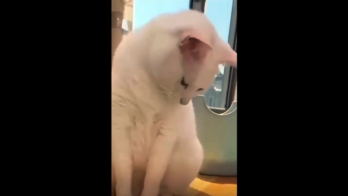 Comment bien troller un chat... Balle collée