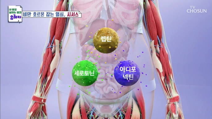 비만 호르몬 균형을 맞춰 체중감량에 도움 준 시서스 TV CHOSUN 20220724 방송