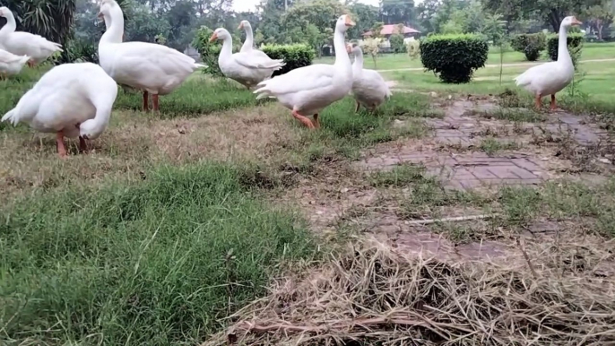 White Goose Bird Video By Kingdom Of Awais