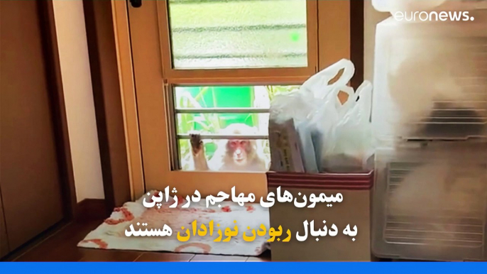 موج حمله میمون‌ها به انسان در ژاپن؛ گروهی ویژه مامور برخورد شد