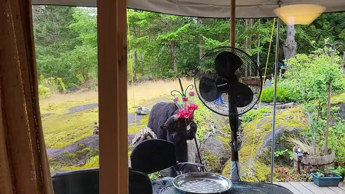 Black Bear Family Drinks From Hummingbird Feeders