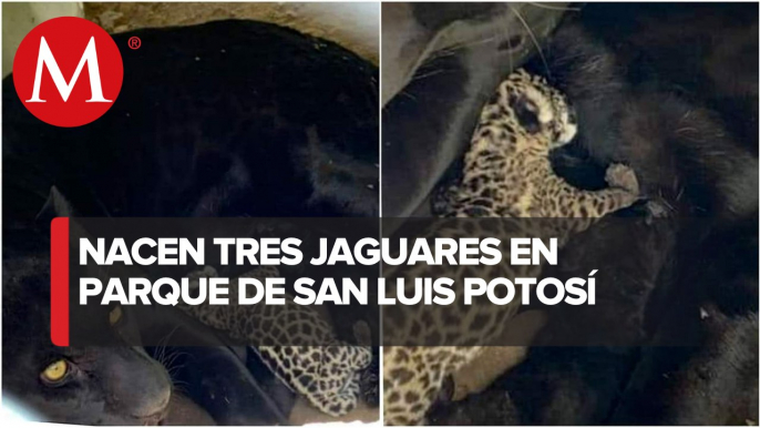 ¡Cachorros tiernos! Nacen dos crías de jaguar en parque de San Luis Potosí