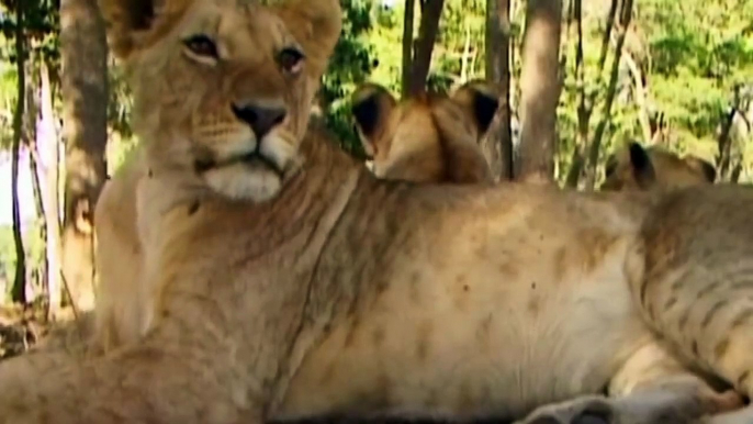 Unbelievable!!! Gorilla Adopts Lion Cub And The Unexpected _ Lioness Save Baby From Baboon, Gorilla