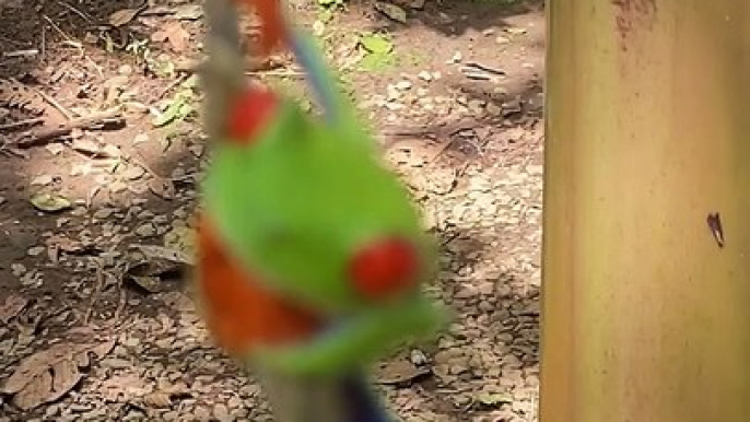 Revealing the Brilliant Colors of the Red-Eyed Tree Frog