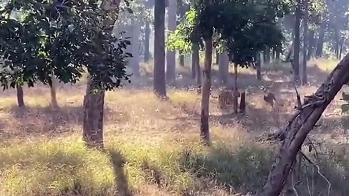 Impala Horns Too Scary! Tiger Ambush Impala And The Unexpected - Buffalo, Warthog Fight Back Tiger